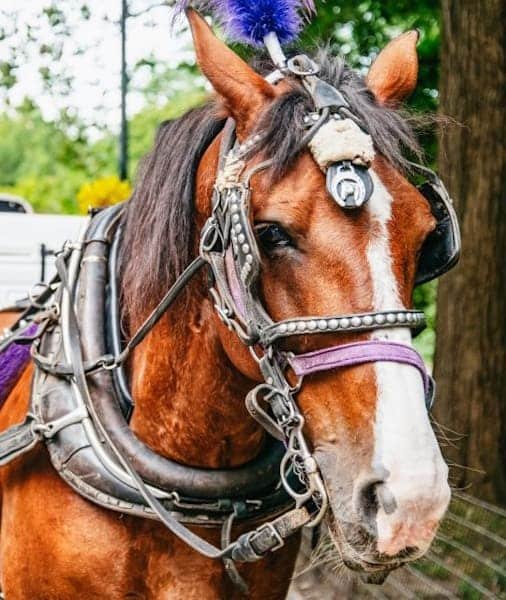 La meilleure promenade à cheval dans Central Park en 2026